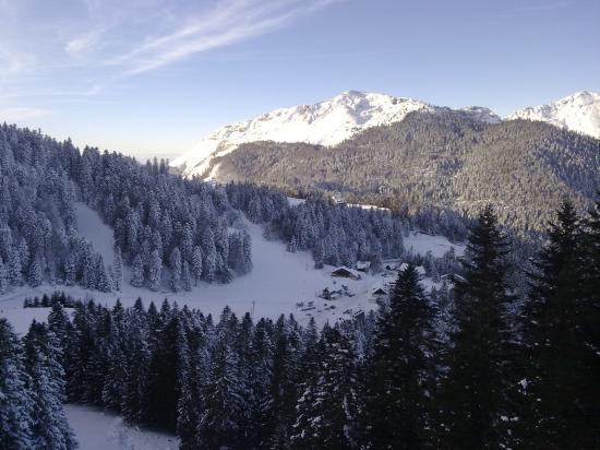 La forêt boréale