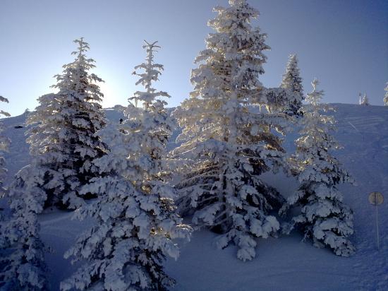 lever de soleil sur les sapins