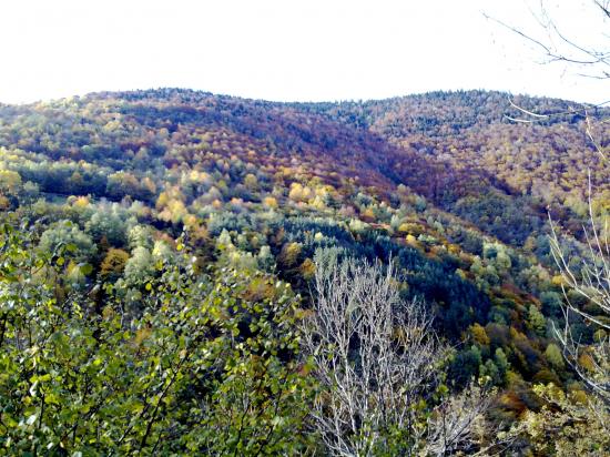 avant l'hiver, la forêt se prépare