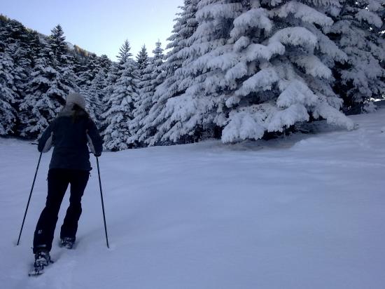 vers l'épaisse sapinière