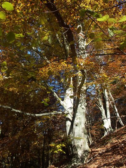 l'Hêtre des montagne vous tend les bras