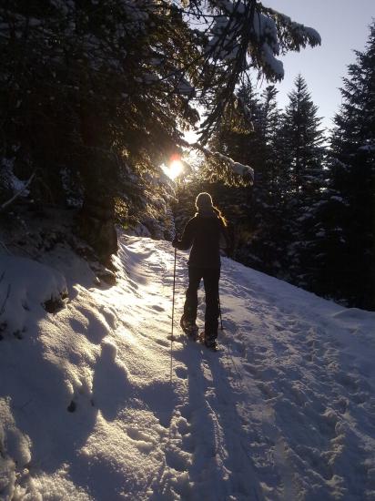 premiers rayons de soleil dans la forêt...