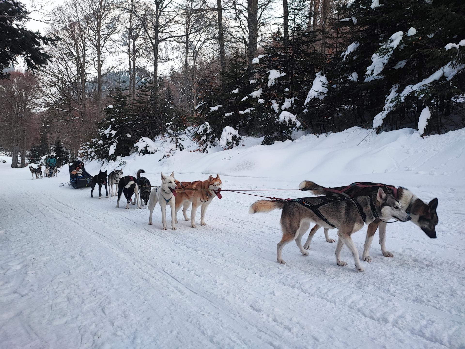Photo attelage hiver 3